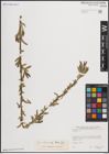 Foto von Salix elbursensis Boiss.